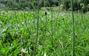 IL FAUT ÊTRE BIEN FAIT...