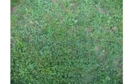 C'EST VRAIMENT BÊTE...